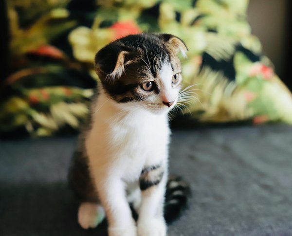 Comparatif assurance chat : trouvez la meilleure couverture en 2025