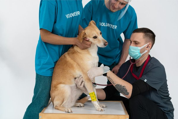 Argent colloïdal chien : soin naturel pour sa santé et sa peau