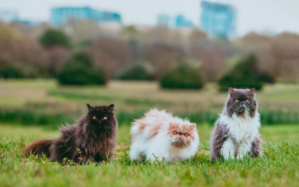 Comparaison des chats persans avec d'autres races de chats