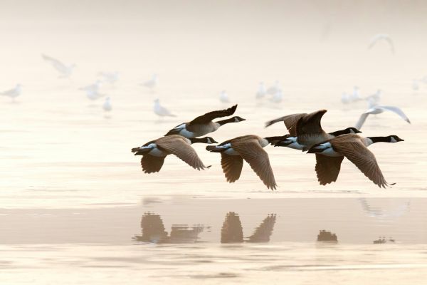 Comprendre la migration des oiseaux de manière scientifique