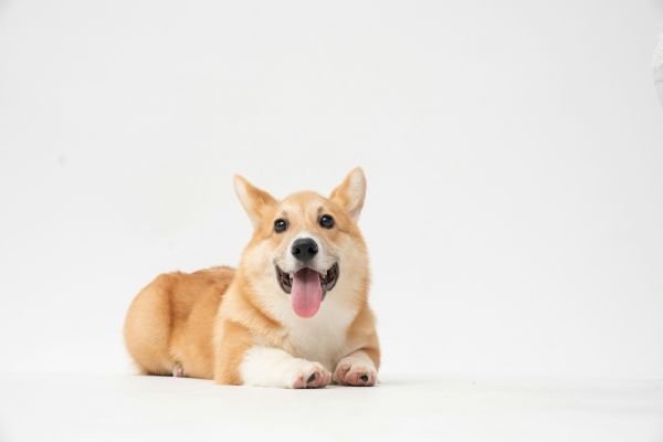 Corgis comme animaux de compagnie : 7 astuces pour bien débuter