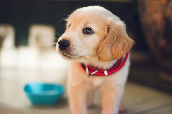 Guide de l'achat d'un chien pour les débutants