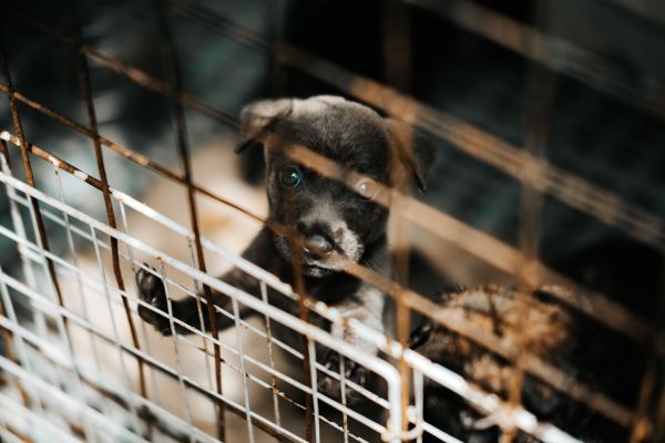 Les 10 questions à poser avant d'adopter un chien