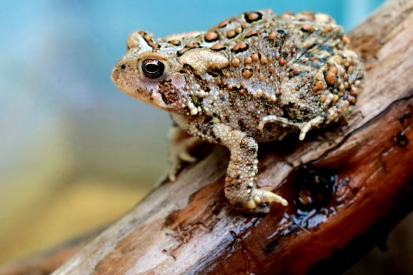 Les différentes espèces de grenouilles dans le monde