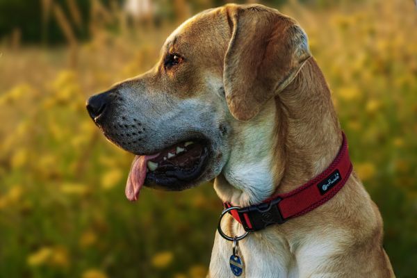 Les différents types de colliers pour chien