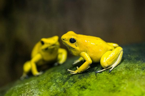 Les grenouilles les plus venimeuses au monde