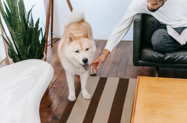 Les indispensables à savoir pour bien accueillir un chien