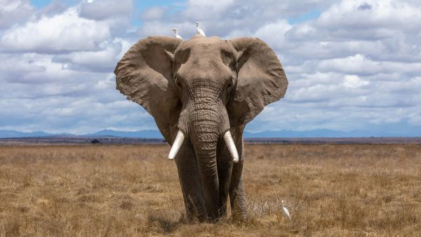 Les nouvelles avancées dans la conservation des éléphants