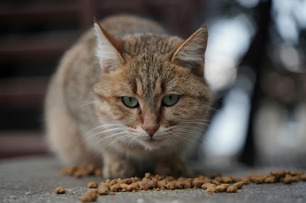 Choisir des croquettes pour chat : secrets d'une saine alimentation
